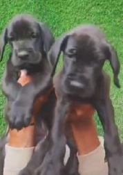 Order Female Great Dane Puppy from Hyderabad